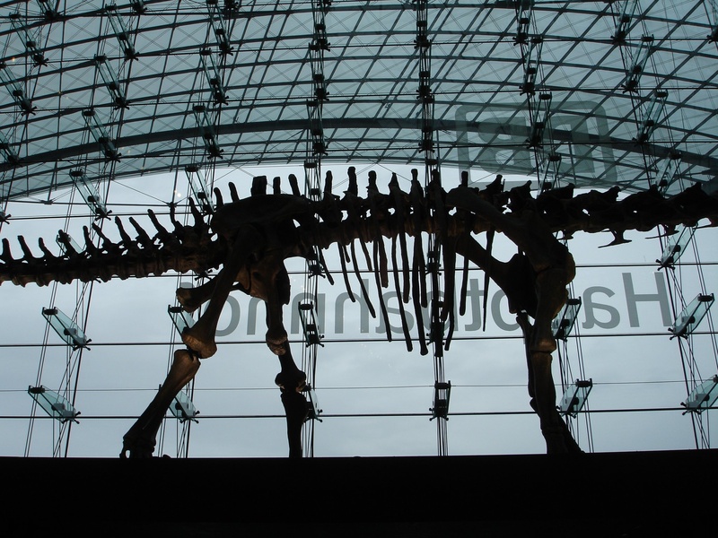 art and craft, skeleton, architecture, animal representation, decoration, hall, wall - building feature, silhouette, concourse, railway station, 1080P