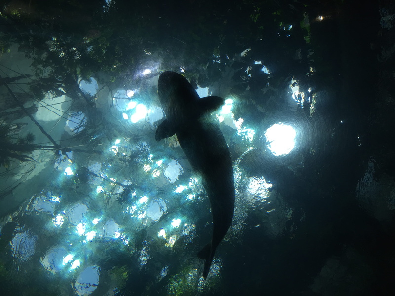 sunlight, adventure, one person, lifestyles, day, outdoors, underwater, underwater diving, real people, animal wildlife, leisure activity, aquarium, fish