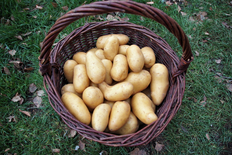 basket, vegetarian, vitamins, wicker, high angle view, potato, potatoes, food, grass, bio, day, no people, annex, agriculture, field, outdoors, nature