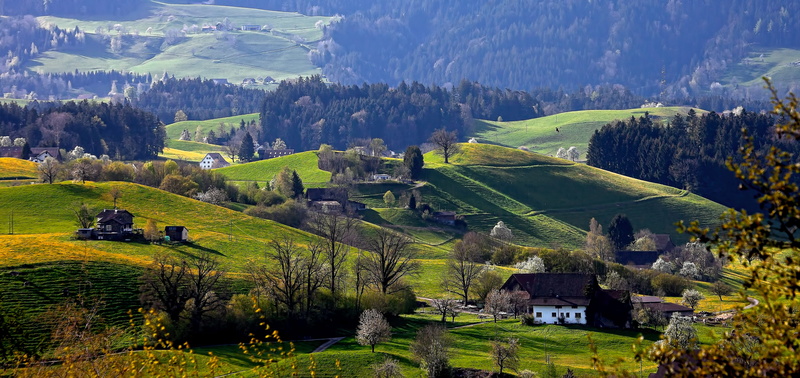 building exterior, flower, hirzel, rural scene, plant, scenics - nature, forest, horizontal, no people, tree, mountain, tranquility, 5K, grass