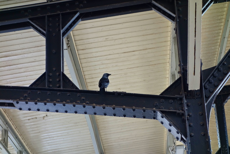 building exterior, built structure, bird, beam, building, men, working, iron, architecture, smart, intelligent, structure, roof, sky, corvidae, rivets