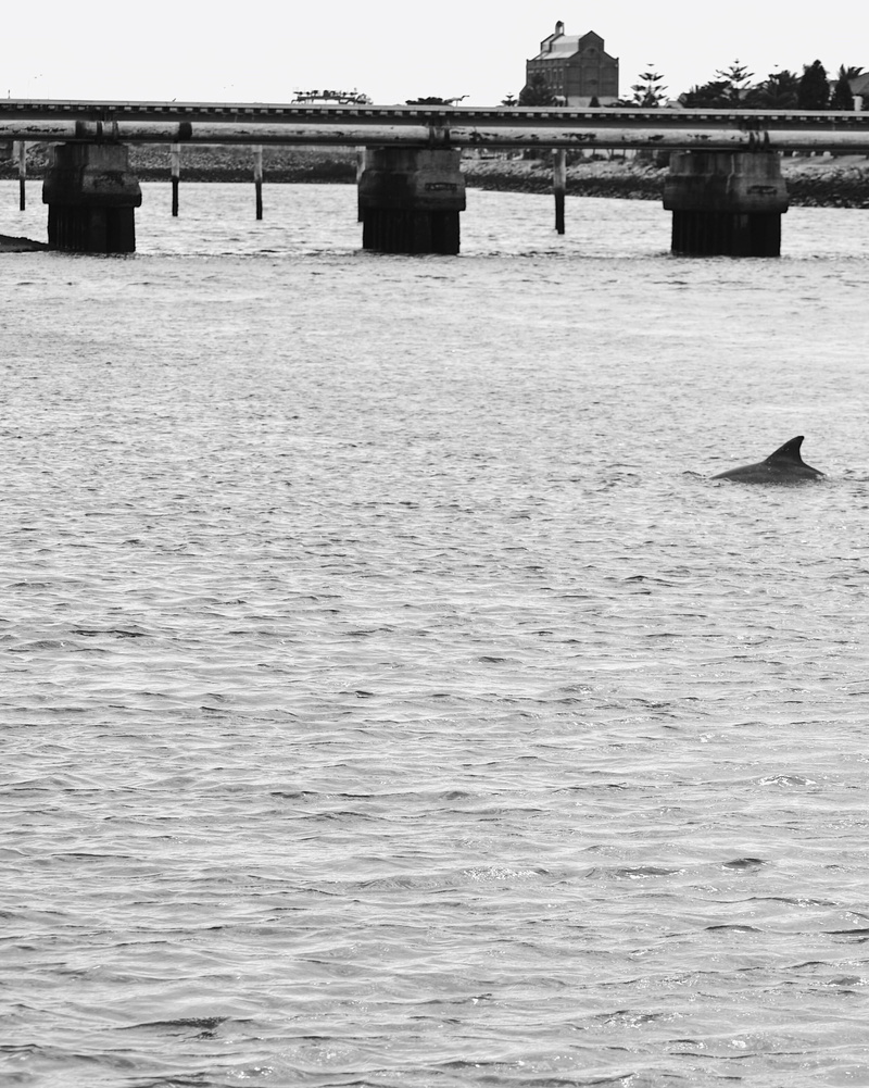tranquil scene, day, dolphin, flowing water, 2K, community, architecture, black and white, animal, australia, connection, outdoors, bridge - man made structure