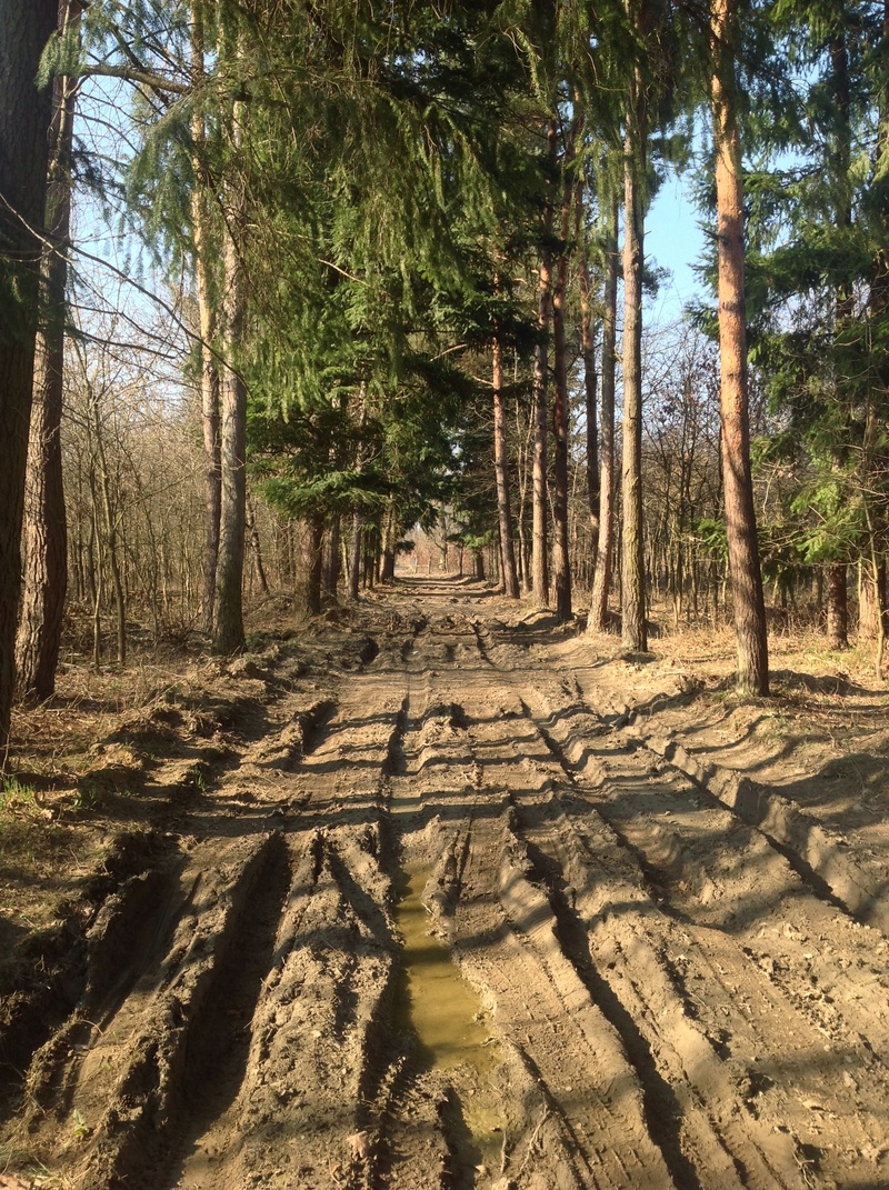 shadow, no people, dirt road, nature, trunk, scenics - nature, outdoors, growth, woodland, muddy road, 2K, tree trunk, day, land, tree, ruts, tranquility