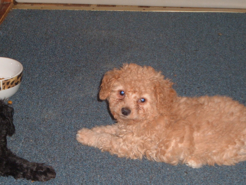 1080P, dusty, little pup, animals