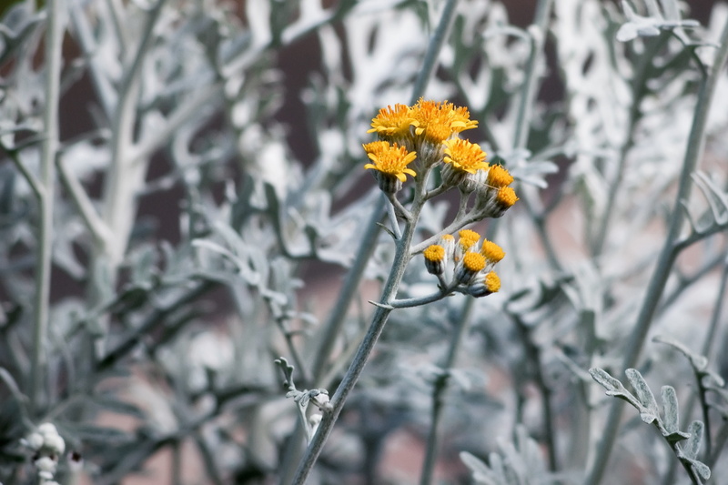 flower head, day, vulnerability, inflorescence, springtime, dusty miller, season, macro, fragility, growth, beauty in nature, garden, tree, no people, focus on foreground