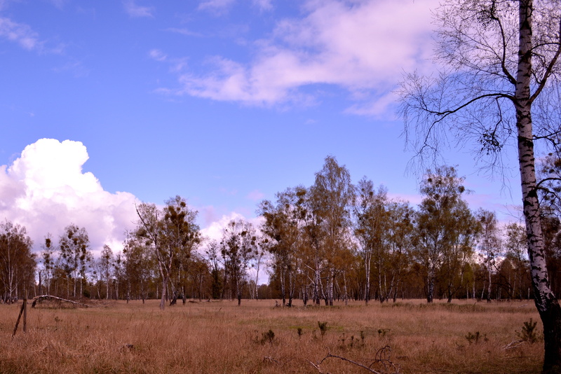 no people, wide, scenics - nature, forest, non-urban scene, trees, 4K, day, brandenburg, environment, tree, land, growth, plant, sky, drought, shrubs