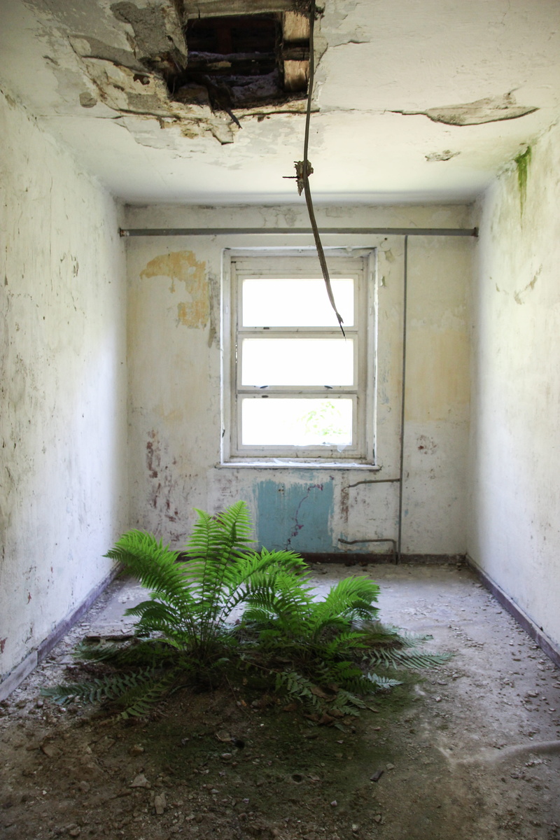wall, housing, patio, growth, window, fern, indoors, plant, ceiling, germany, slate, deterioration, flooring, built structure, abandoned, empty, no people