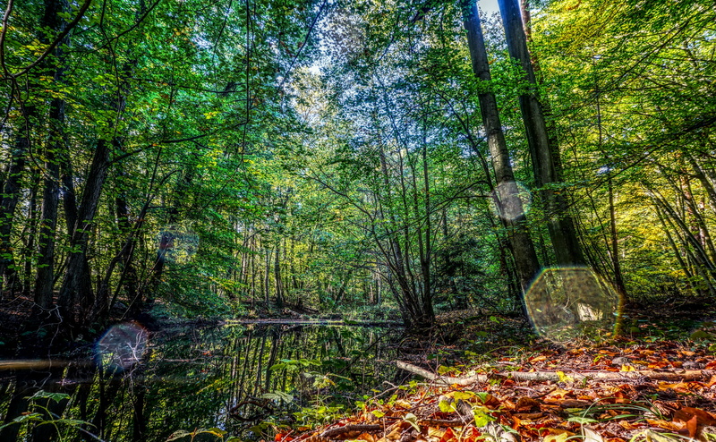 day, high dynamic range, sun, green, outdoors, remote, nature, plant, tranquil scene, green color, contrast, bamboo - plant, no people, idyllic, beauty in nature