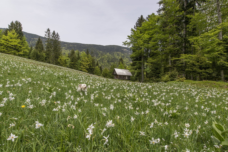 no people, springtime, scenics, house, 1080P, landscapes, field, photo, non-Urban Scene, animal, landscape, animal themes, wooden house, green Color, beauty In Nature