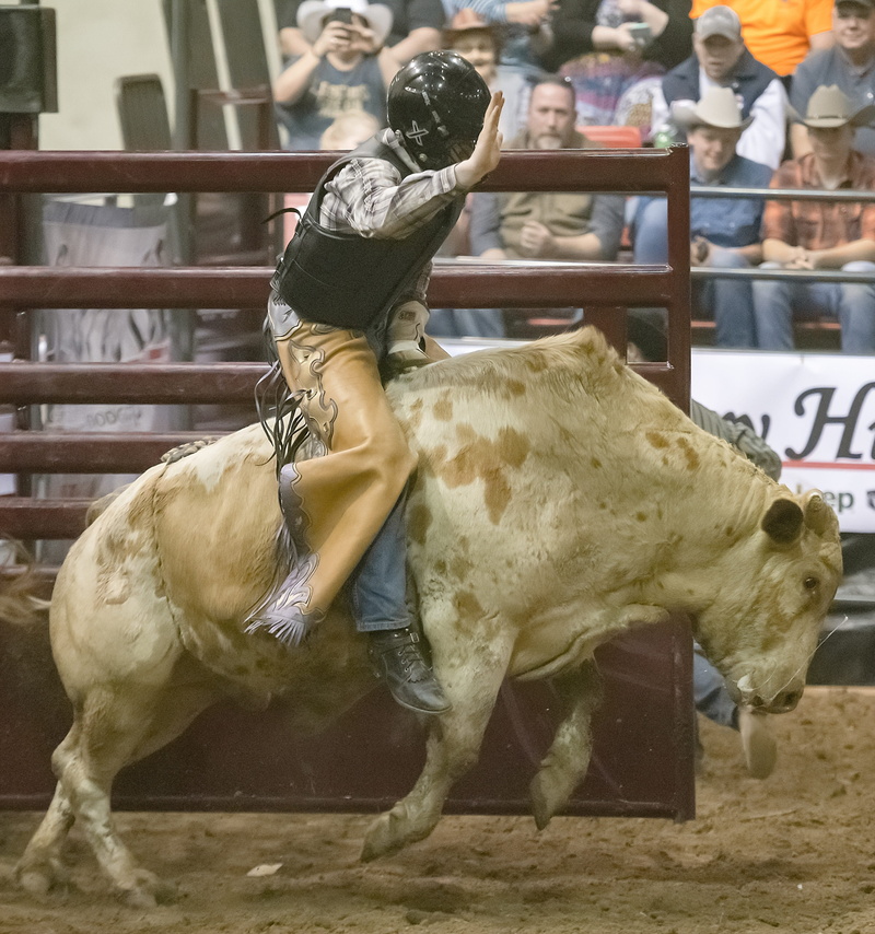 competition, incidental people, one person, lifestyles, 2K, domestic, vertebrate, mammal, standing, domestic animals, livestock, bull rider, horse, one animal
