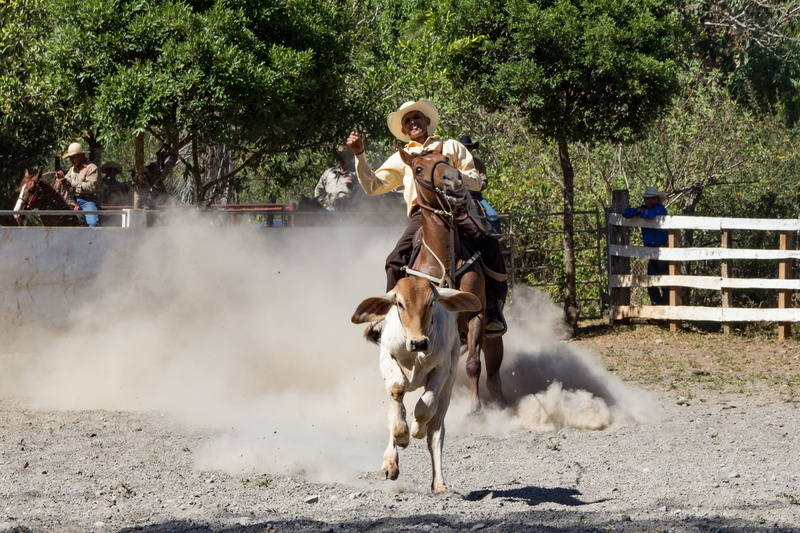 real people, rodeo, canine, domestic animals, livestock, one animal, rider, rural, dust, dog, pets, leisure activity, bull, human, men, man, calf, tree