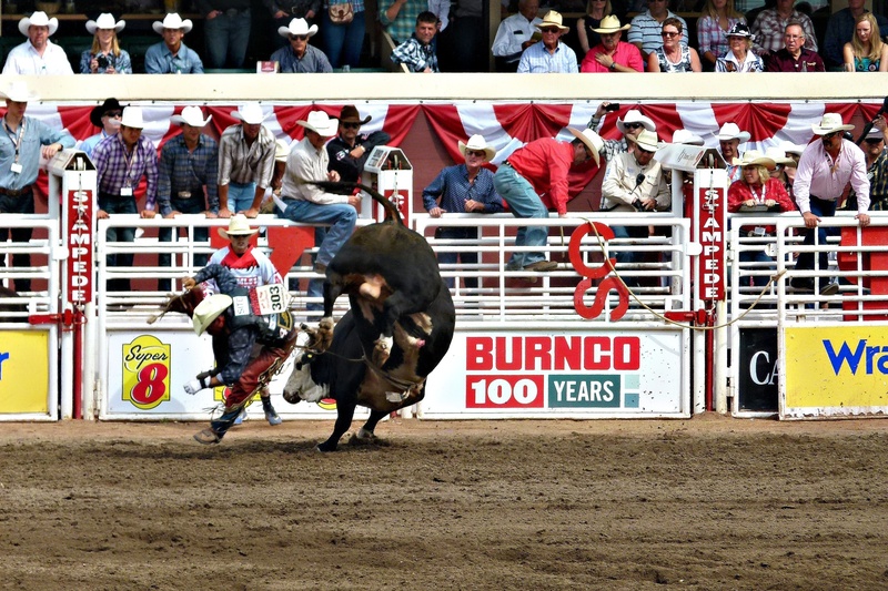 daytime, audience, crowd, competition, horse, inside, people, real people, vertebrate, calgary, large group of people, stampede, outdoor activity, animal Sport