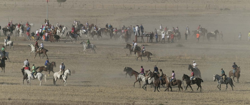 livestock, spain, horses, large group of animals, spur, rider, men, domestic animals, horseback riding, riding, running of the bulls, outdoors, mammal
