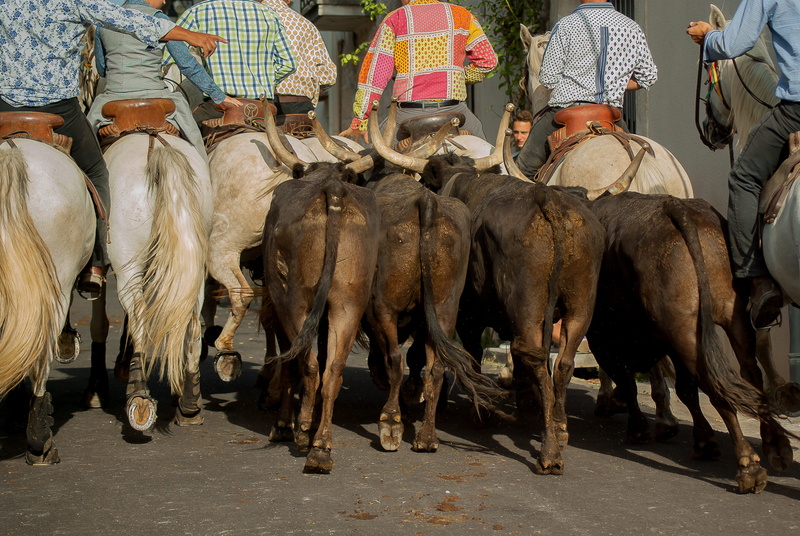 herd, gardians, low section, people, group of people, outdoors, camargue horse, 4K, vertebrate, pets, real people, cattle, working animal, mammal, day