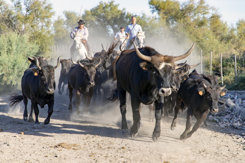 domestic, pets, horns, herd, horned, herbivorous, livestock, animals, field, day, dust, domestic cattle, sunlight, provence, horse, cattle, race, mammal