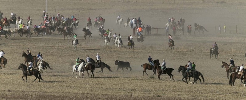 ride, spain, outdoors, riding, horses, land, domestic, 1080P, campero, spur, group of animals, horseback riding, stirrup, large group of people, livestock