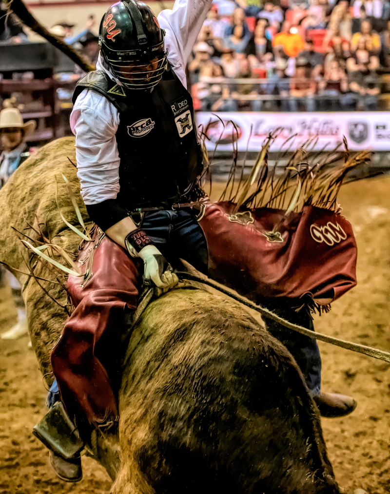 4K, pets, occupation, day, people, mammal, rodeo, stampede, lifestyles, bull, performance, men, riders, outdoors, domestic, man, arena, cowboys, domestic animals