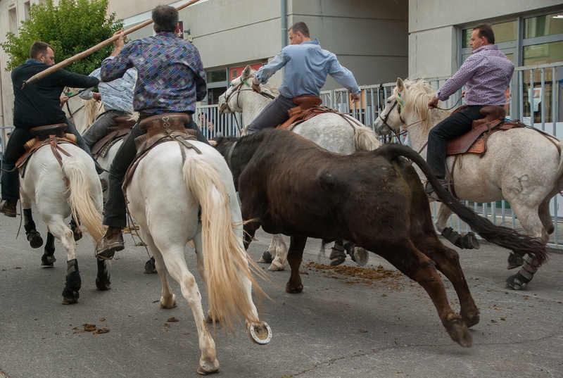 vertebrate, camargue, livestock, real people, village festival, 2K, mammal, incidental people, riders, animal wildlife, herbivorous, domestic animals