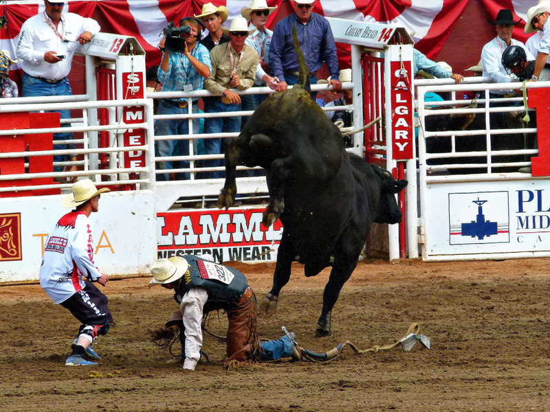 domestic animals, stampede, city, calgary, livestock, black, canada, competition, bull, rider, arts culture and entertainment, lifestyles, people, day