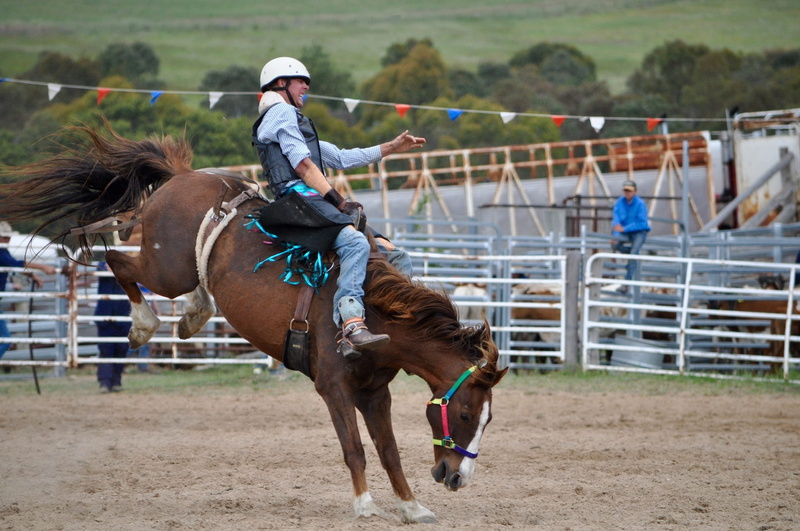competition, pets, horseback riding, bronc rider, riding, livestock, focus on foreground, day, cowboys, activity, vertebrate, bronco, dust, domestic, herbivorous