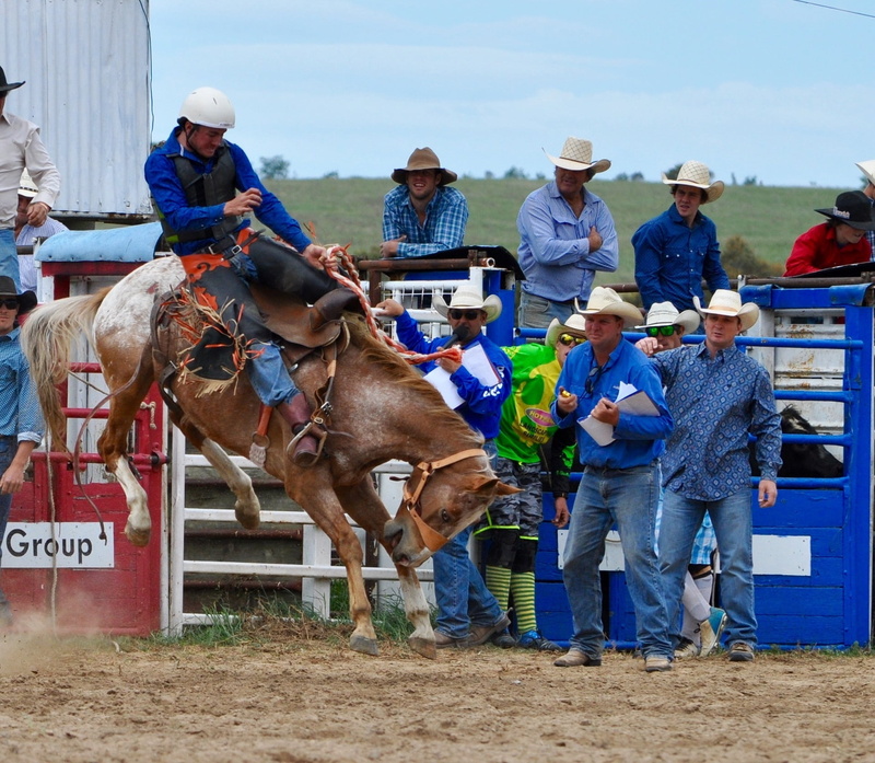 1080P, mammal, bucking, competition, group of animals, horse, cowboy, real people, hat, watching, domestic, pets, mature men, animal wildlife, cowboys