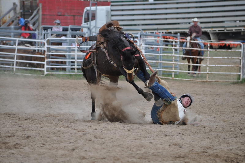 vertebrate, land, ride, Rodeo, canine, ground, domestic, outdoors, dog, livestock, animal, competition, dangerous, motion, 1080P, Bronc Rider, nature