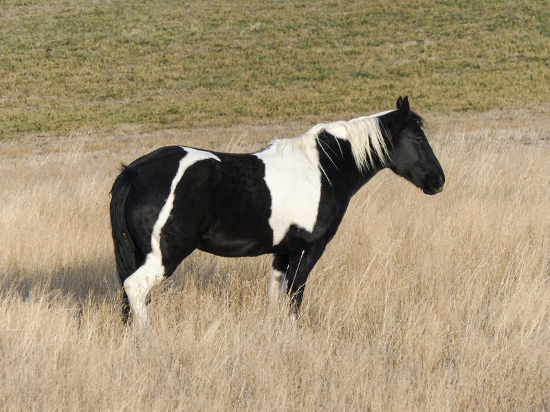 domestic animals, no people, one animal, land, meadow, landscape, herbivorous, field, Quarter Horse, outdoor activity, sport, horse, day, domestic, grass