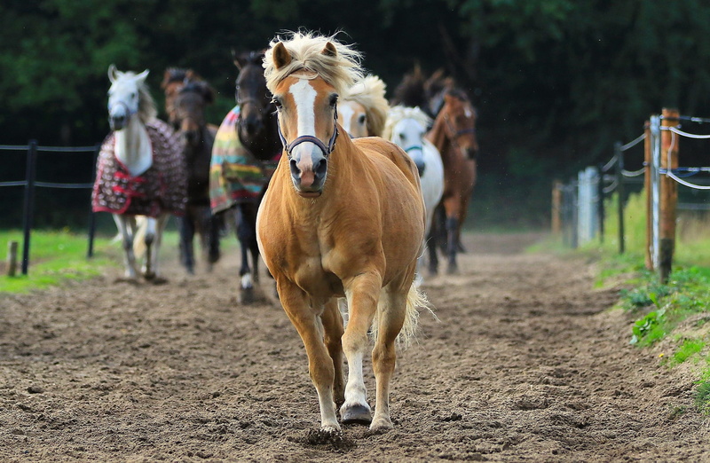 vertebrate, animals, selective, front view, outdoors, nature, pony, animal wildlife, equine, mane, herbivorous, working animal, photo, mammal, focus, dust