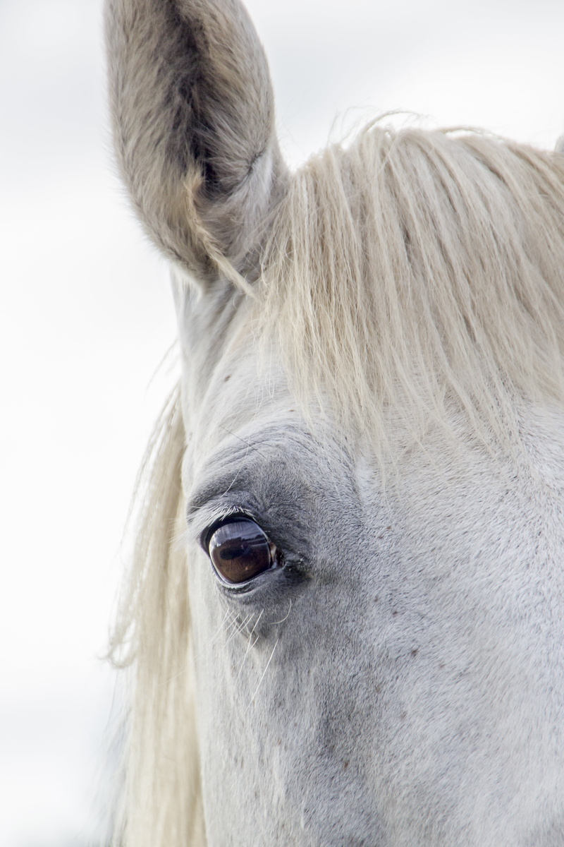 no people, one animal, mane, animal body part, outdoors, brown, animal eye, wild, profile view, herbivorous, purebred, summer, power, stallion, animal wildlife