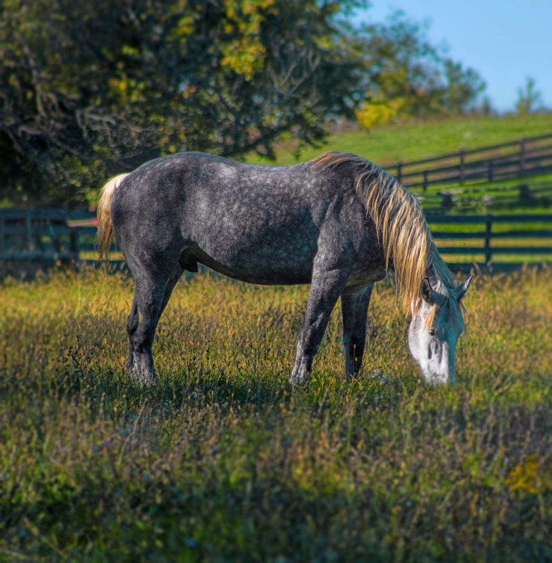 profile view, spot, farm, speed, animal, 4K, animal themes, herbivorous, no people, domestic animals, vertebrate, pasture, percheron, summer, full length