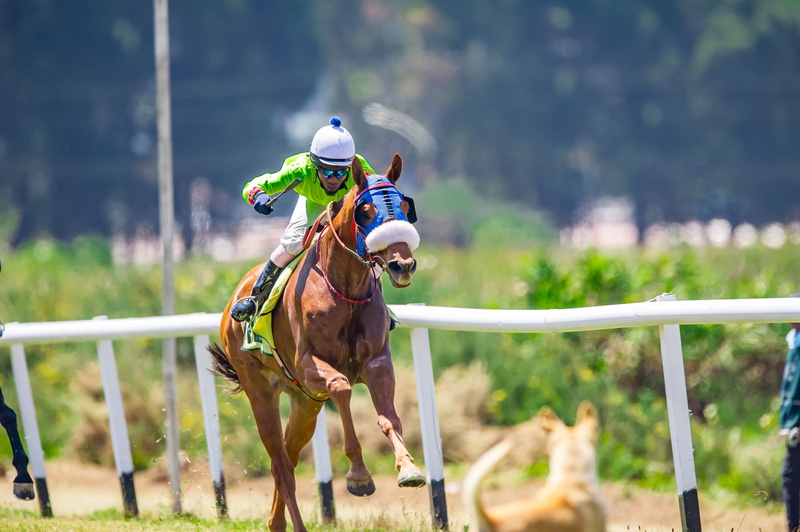cowboy, gallop, pets, animal themes, riding, horse racing, animal wildlife, domestic animals, fast, equine, horses, stallion, sports race, logo, ride, mammal