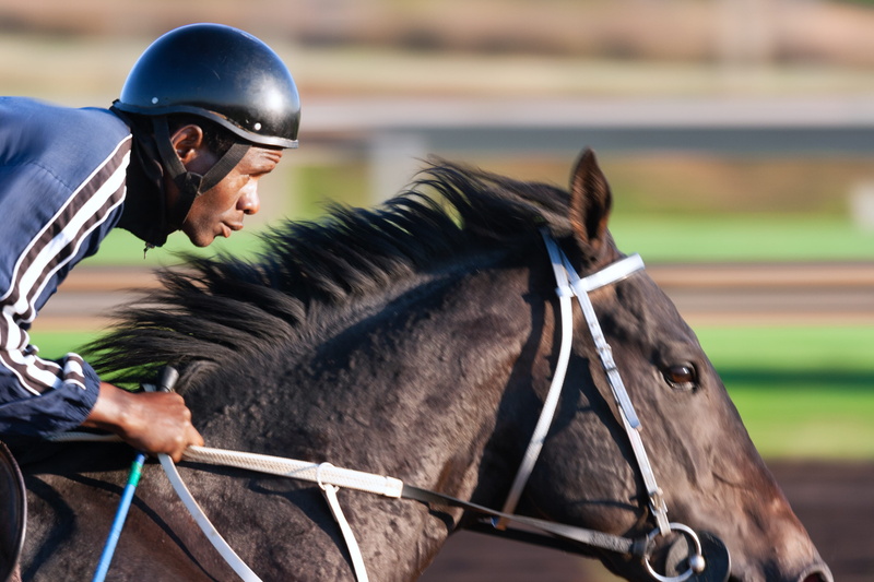 focus, side view, man, race horse, tilt, adult, mammal, shift, daylight, ride, one animal, horseback, horse racing, pets, daytime, herbivorous, action
