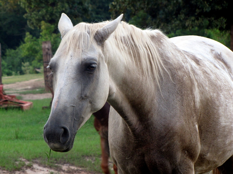 pasture, day, stallion, field, no people, colt, equine, country, equestrian, mare, grass, ranch, vertebrate, grazing, domestic, outdoors, wild, mammal