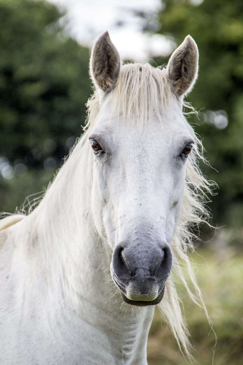 day, animal eye, farm, animal body part, white color, near, stallion, focus on foreground, livestock, dom, mammal, portrait, white, run, head, equestrian