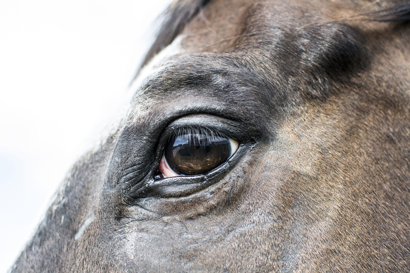 mane, black, Eye, domestic, purebred, mare, brown, white, Animal, pony, Horse, sport, breed, Farm, mammal, animal head, animals in the wild, Head, close-up