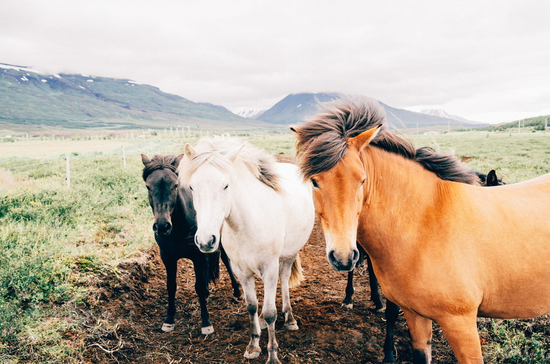 animal, pasture, two animals, mountains, mountain, meadow, day, farm, non-Urban Scene, green, white, group of animals, black, rural Scene, clouds, mammal