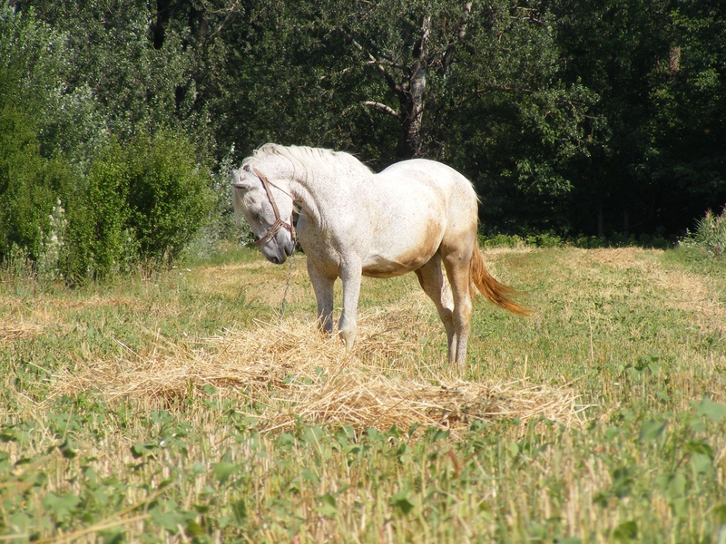 foal, near, herbivorous, animals in the wild, meadow, equine, outdoors, pony, gallop, field, stable, 2K, trot, animal, wild, country, rural, sheep, day