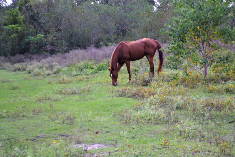 ranch, livestock, love, grazing, vertebrate, landscape, solitaire, child, friendship, plant, horse, animal wildlife, herbivorous, spring, wild, trees, green