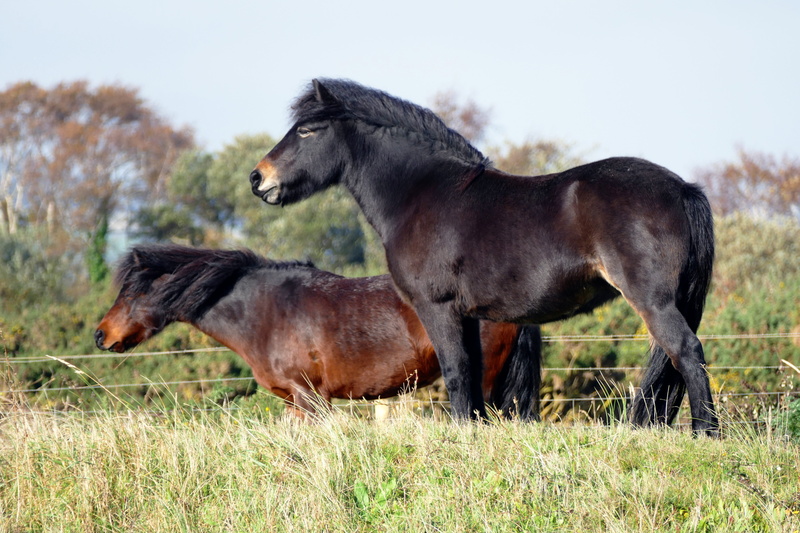 small, color, rural, animal family, livestock, nature, pony, animal wildlife, conflict, group of animals, outdoors, farmland, land, plant, equine, domestic