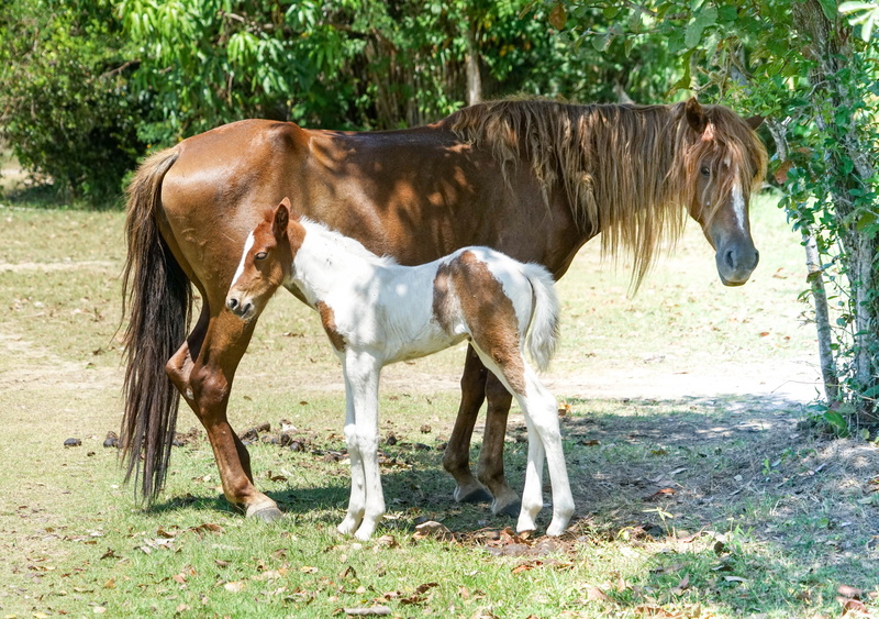 pets, young animal, foal, horse, ranch, side by side, livestock, summer, farm, brown, mother, equestrian, mare, colt, equine, side, group of animals, horse riding