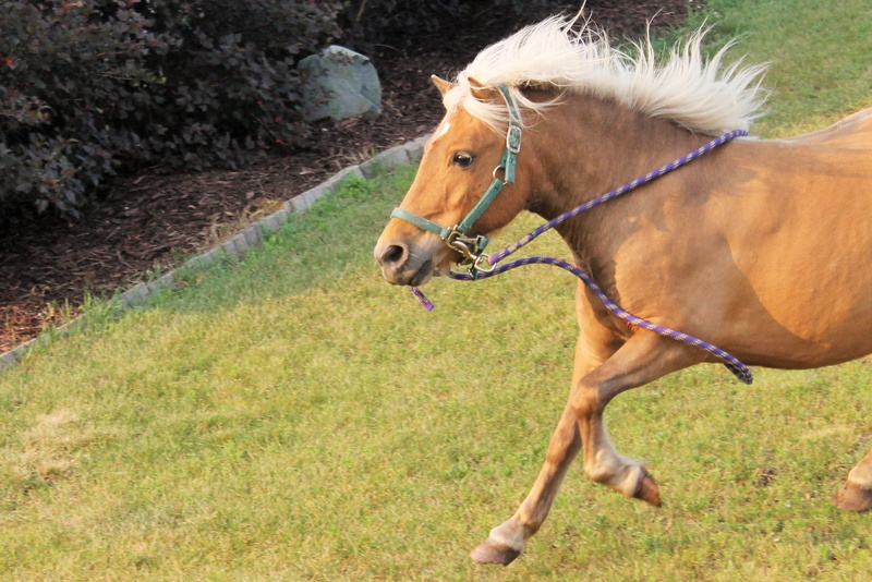 cute, field, day, mammal, farm, riding, animal, plant, horseback riding, equestrian, gallop, domestic animals, equine, vertebrate, animal head, horse riding