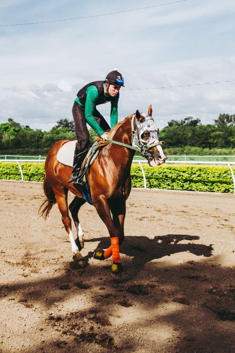 race track, person, helmet, daytime, herbivorous, one animal, horseback riding, race, horse rider, brown, outdoors, mammal, lifestyles, horse, riding, 4K