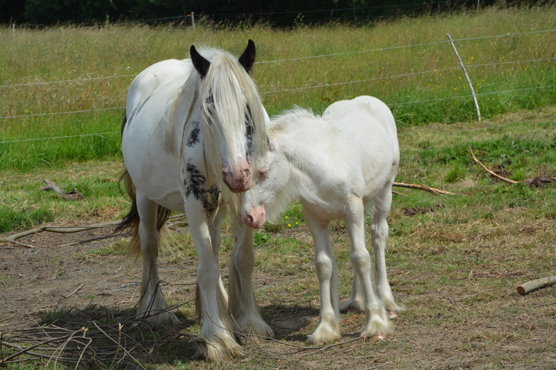 Horse, plant, farm, mammal, farm Animals, animals And Pets, pets, standing, group of animals, vertebrate, Foal, animal, pasture, 1080P, rural Scene, land
