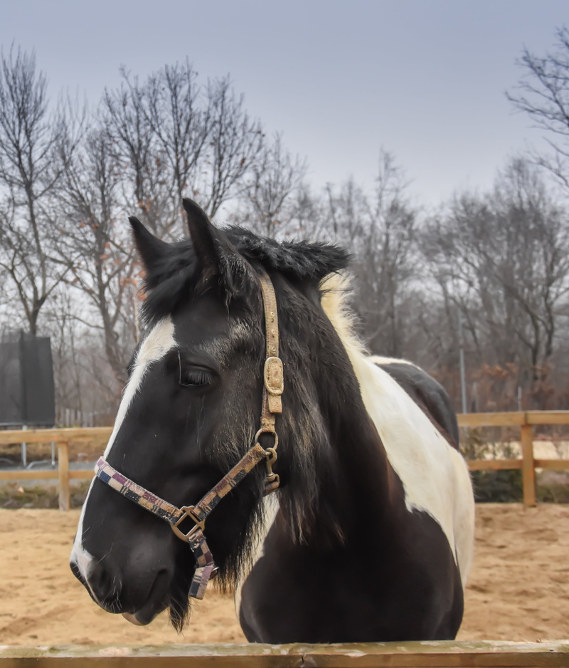 grass, domestic, animal wildlife, black, winter, bare tree, brown, mammal, pets, horse, equestrian, animal pen, farm, mane, stallion, animal, no people