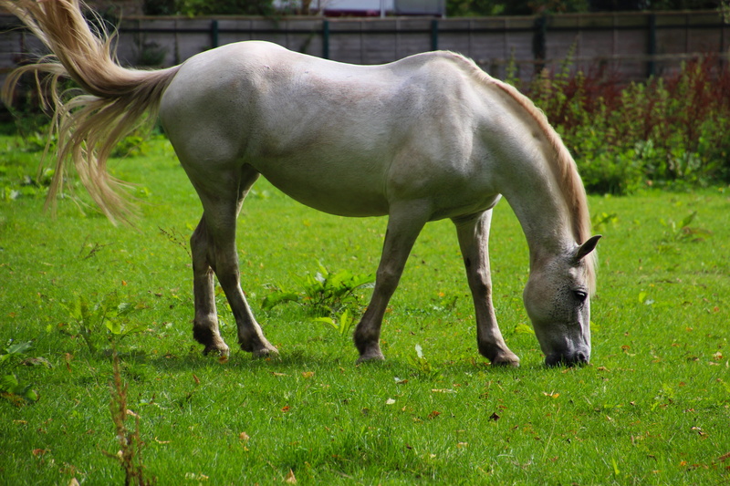 natural, group of animals, pets, green, farm, landscape, grazing, animal, ranch, vertebrate, domestic animals, paddock, green color, horse, land, field