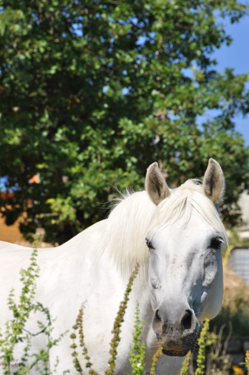 day, tree, horse, domestic, white color, Horse, one Animal, plant, herbivorous, focus on foreground, close up, animal Head, mammal, pets, mane, mare, ranch
