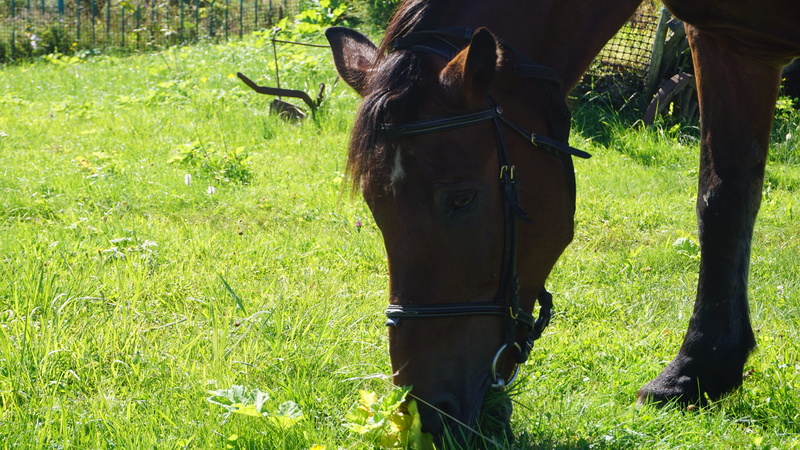 outdoors, brown, summer, grass, adult, nature, land, young, head, stud, cute, stallion, countryside, outdoor, horse, pet, color, domestic animals, pets