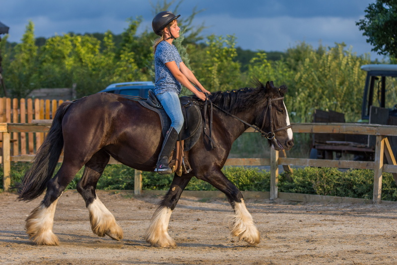 equine, ride, nature, domestic, outdoors, ranch, Horses, Riding, animal wildlife, one animal, vertebrate, real people, domestic animals, stallion, only women