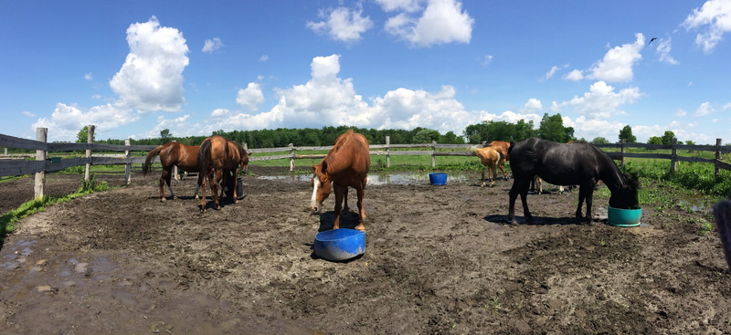 horses, outdoors, landscape, nature, ranch, sky, mare, countryside, equestrian, herd, mammal, livestock, pets, animal themes, farmland, riding, horse, field