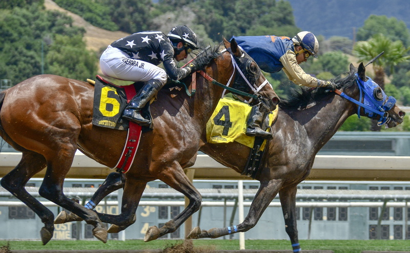 vertebrate, 2K, horse racing, working animal, animal wildlife, gallop, sport, equestrian, mammal, gamble, ride, speed, herbivorous, riding, horse race